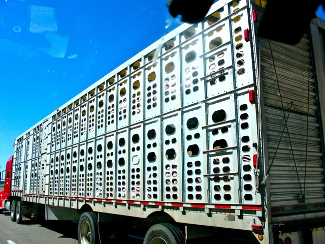 IMG_0007 IMG_0007